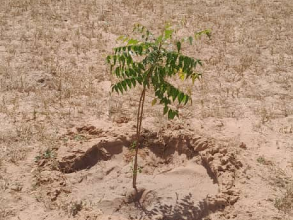 Tchad : Une vaste opération de reboisement pour lutter contre la désertification